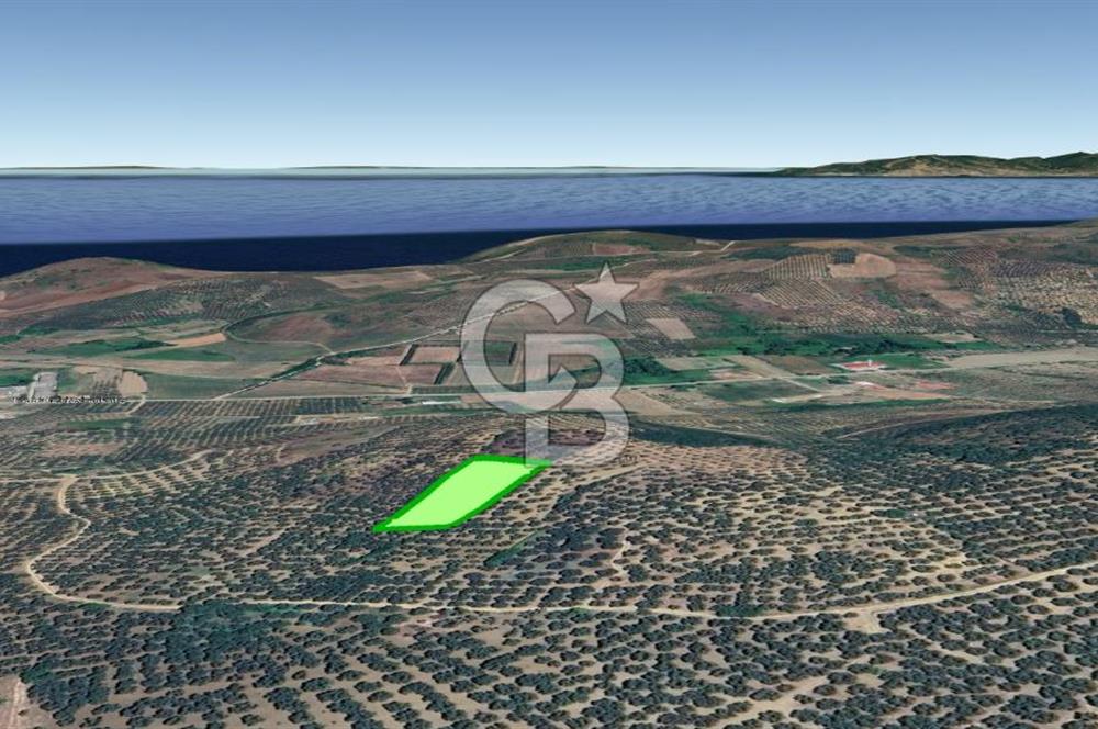 MUDANYA / YALIÇİFTLİK 'TE MÜSTAKİL ZEYTİNLİK