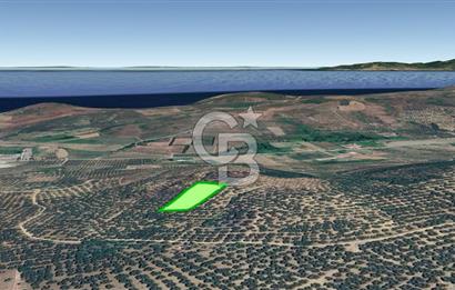 MUDANYA / YALIÇİFTLİK 'TE MÜSTAKİL ZEYTİNLİK