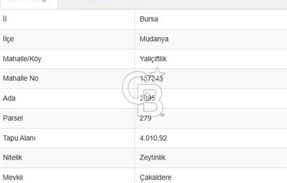 MUDANYA / YALIÇİFTLİK 'TE MÜSTAKİL ZEYTİNLİK