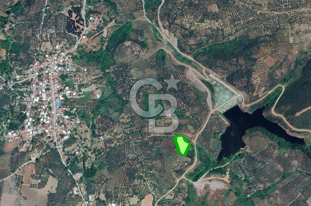 MUDANYA / YALIÇİFTLİK 'TE MÜSTAKİL ZEYTİNLİK
