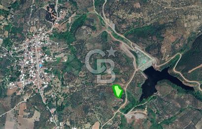MUDANYA / YALIÇİFTLİK 'TE MÜSTAKİL ZEYTİNLİK