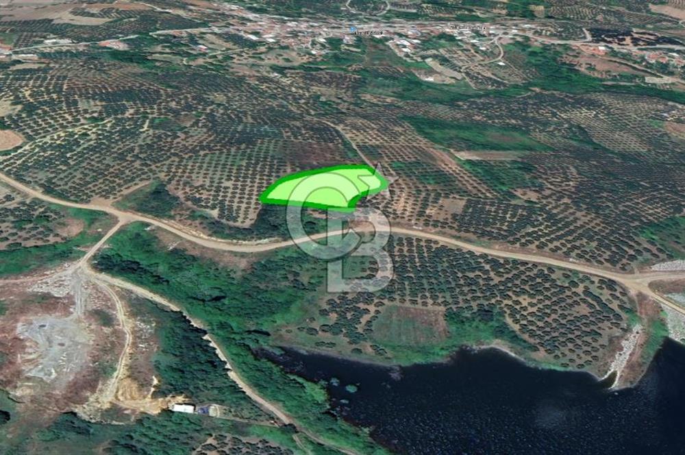 MUDANYA / YALIÇİFTLİK 'TE MÜSTAKİL ZEYTİNLİK