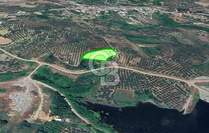 MUDANYA / YALIÇİFTLİK 'TE MÜSTAKİL ZEYTİNLİK