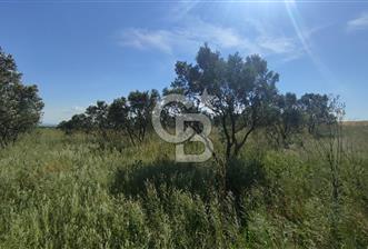 MUDANYA / YALIÇİFTLİK 'TE MÜSTAKİL ZEYTİNLİK
