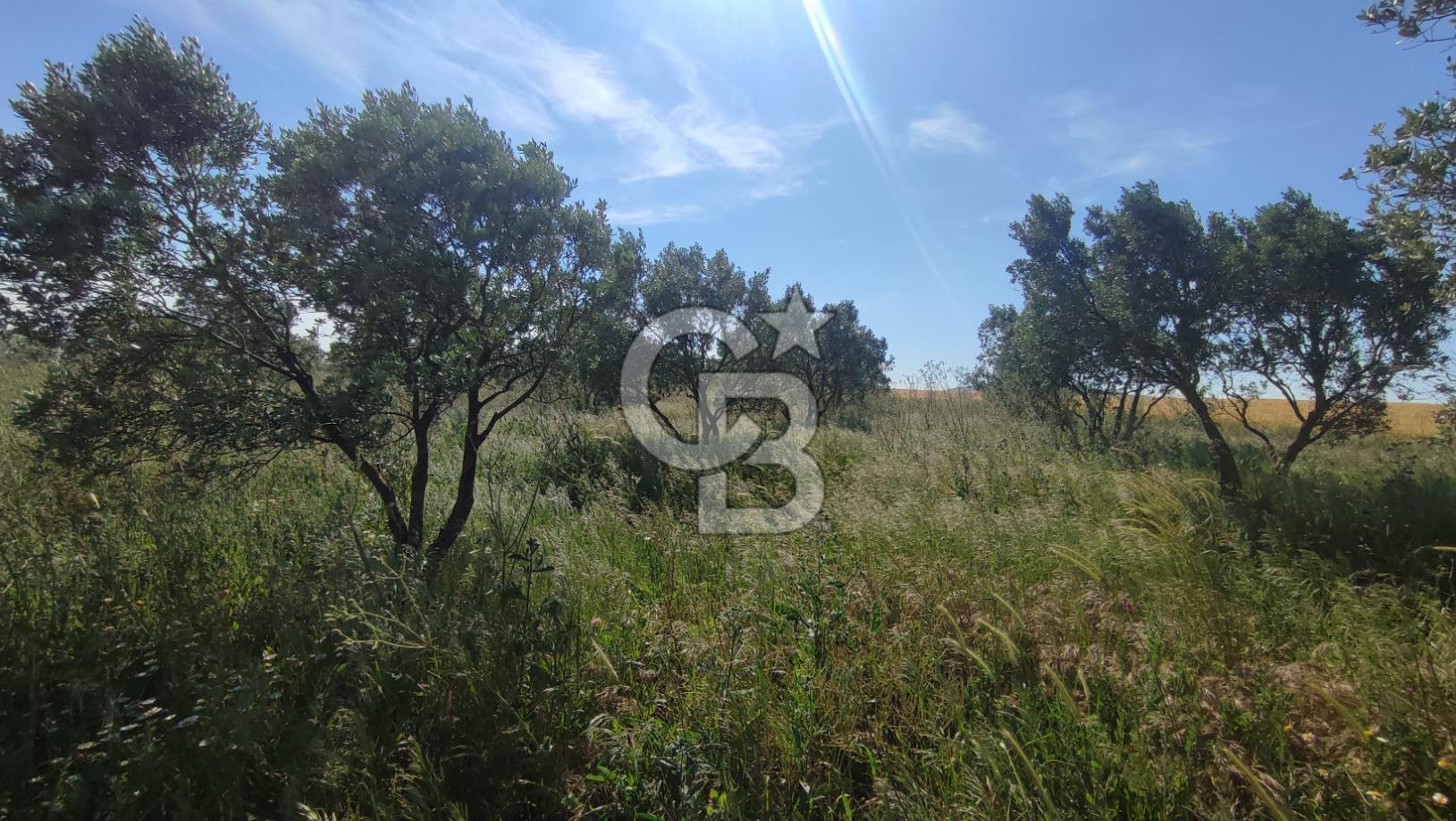 MUDANYA / YALIÇİFTLİK 'TE MÜSTAKİL ZEYTİNLİK