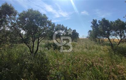 MUDANYA / YALIÇİFTLİK 'TE MÜSTAKİL ZEYTİNLİK