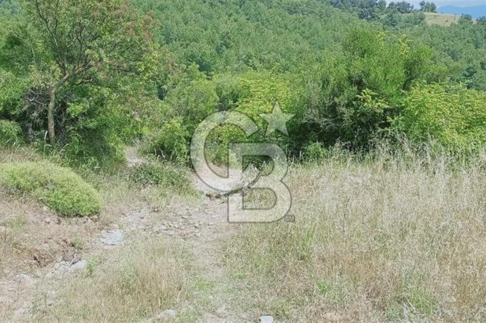Kazdağları’nın Eteklerinde Elma Ağaçlı Yatırımlık Tarla