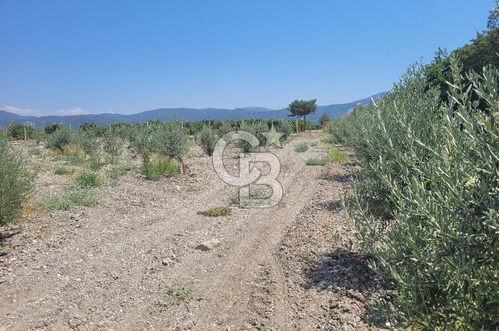 Denizli Honaz Menteşe'de Satılık 27.500 m2 Kiraz ve Ayva Bahçesi 