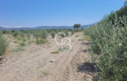 Denizli Honaz Menteşe'de Satılık 27.500 m2 Kiraz ve Ayva Bahçesi 