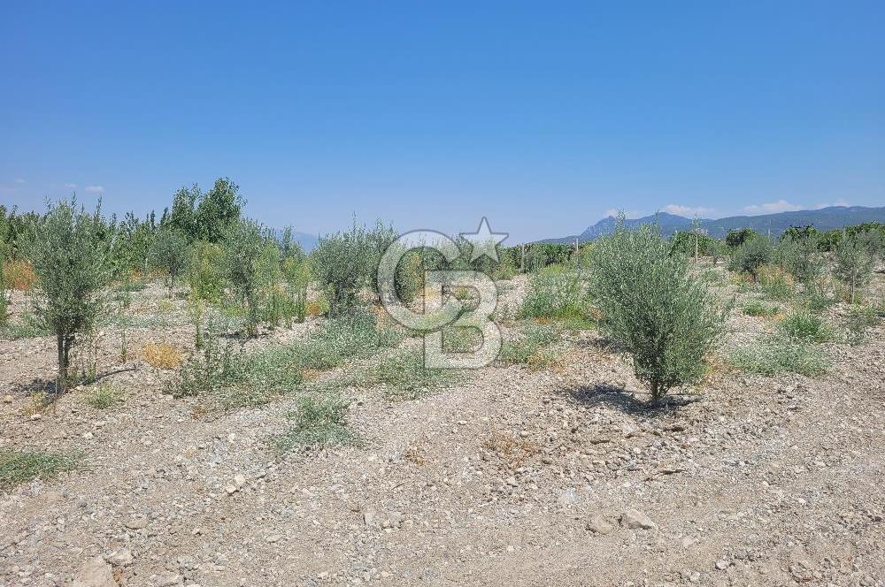 Denizli Honaz Menteşe'de Satılık 27.500 m2 Kiraz ve Ayva Bahçesi 