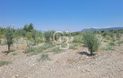 Denizli Honaz Menteşe'de Satılık 27.500 m2 Kiraz ve Ayva Bahçesi 