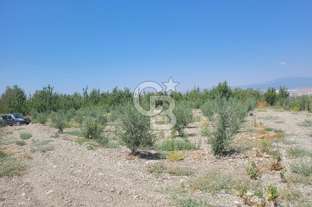 Denizli Honaz Menteşe'de Satılık 27.500 m2 Kiraz ve Ayva Bahçesi 