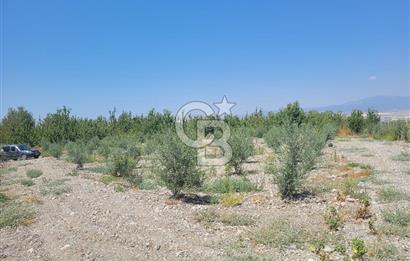 Denizli Honaz Menteşe'de Satılık 27.500 m2 Kiraz ve Ayva Bahçesi 