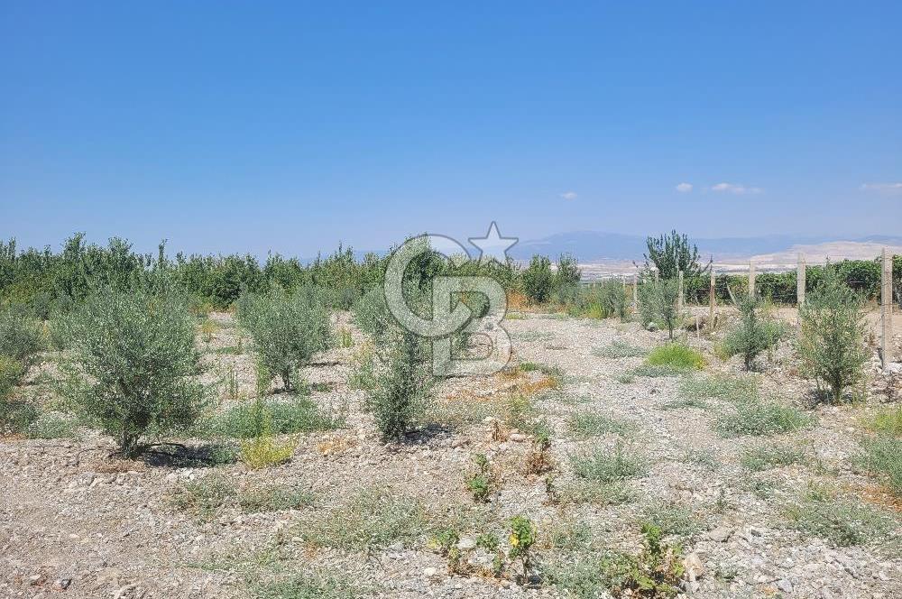 Denizli Honaz Menteşe'de Satılık 27.500 m2 Kiraz ve Ayva Bahçesi 