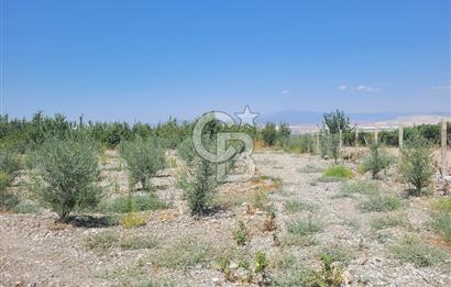 Denizli Honaz Menteşe'de Satılık 27.500 m2 Kiraz ve Ayva Bahçesi 