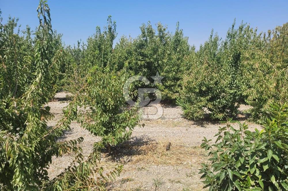 Denizli Honaz Menteşe'de Satılık 27.500 m2 Kiraz ve Ayva Bahçesi 
