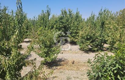 Denizli Honaz Menteşe'de Satılık 27.500 m2 Kiraz ve Ayva Bahçesi 