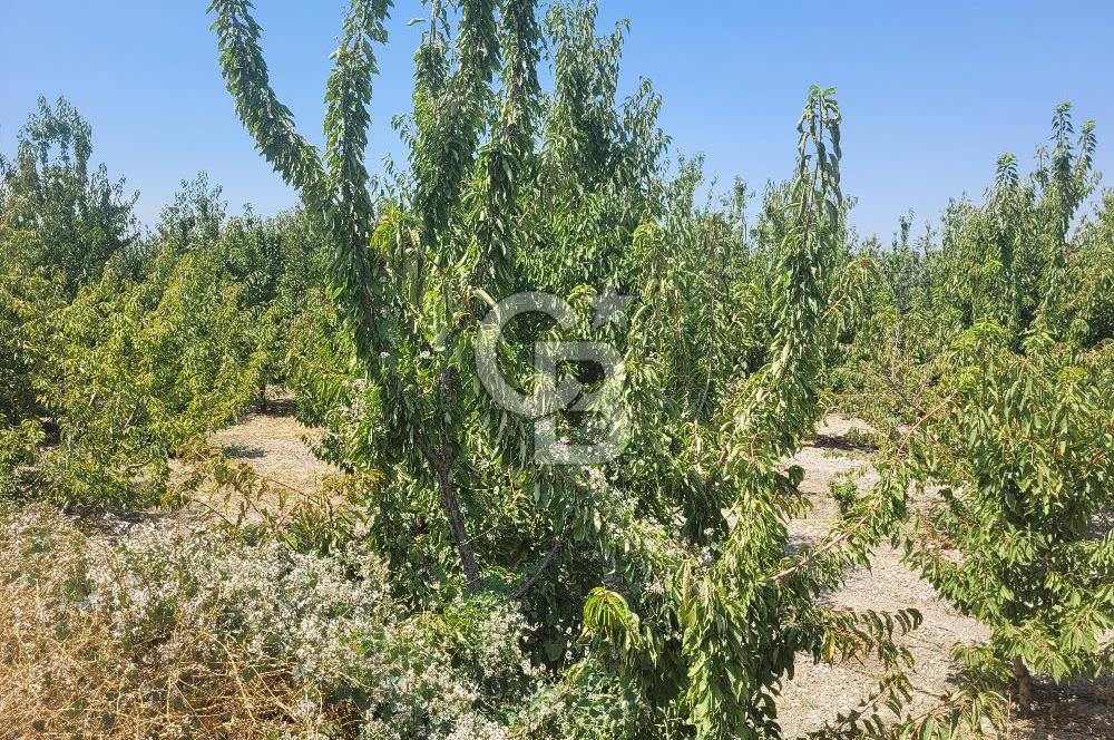 Denizli Honaz Menteşe'de Satılık 27.500 m2 Kiraz ve Ayva Bahçesi 