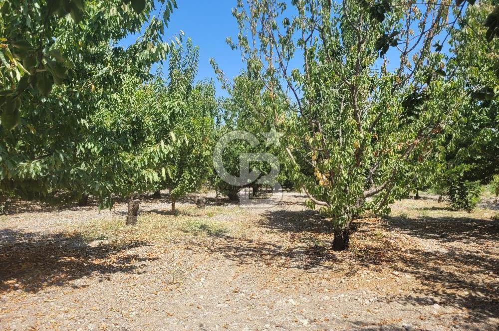 Denizli Honaz Menteşe'de Satılık 27.500 m2 Kiraz ve Ayva Bahçesi 