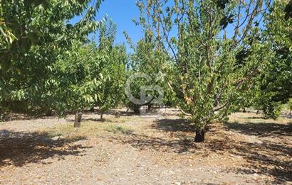 Denizli Honaz Menteşe'de Satılık 27.500 m2 Kiraz ve Ayva Bahçesi 