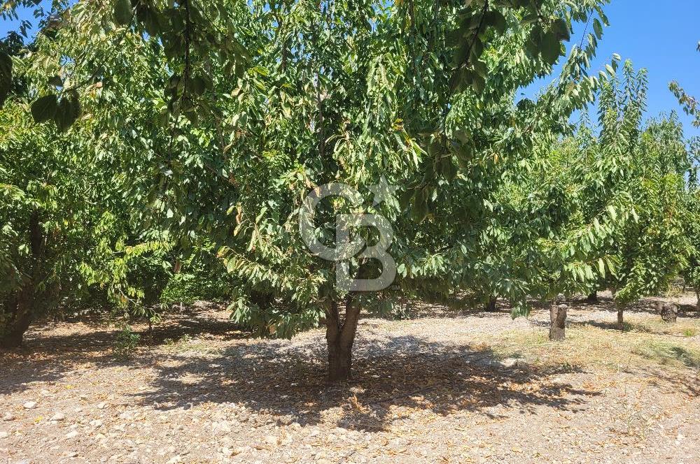 Denizli Honaz Menteşe'de Satılık 27.500 m2 Kiraz ve Ayva Bahçesi 