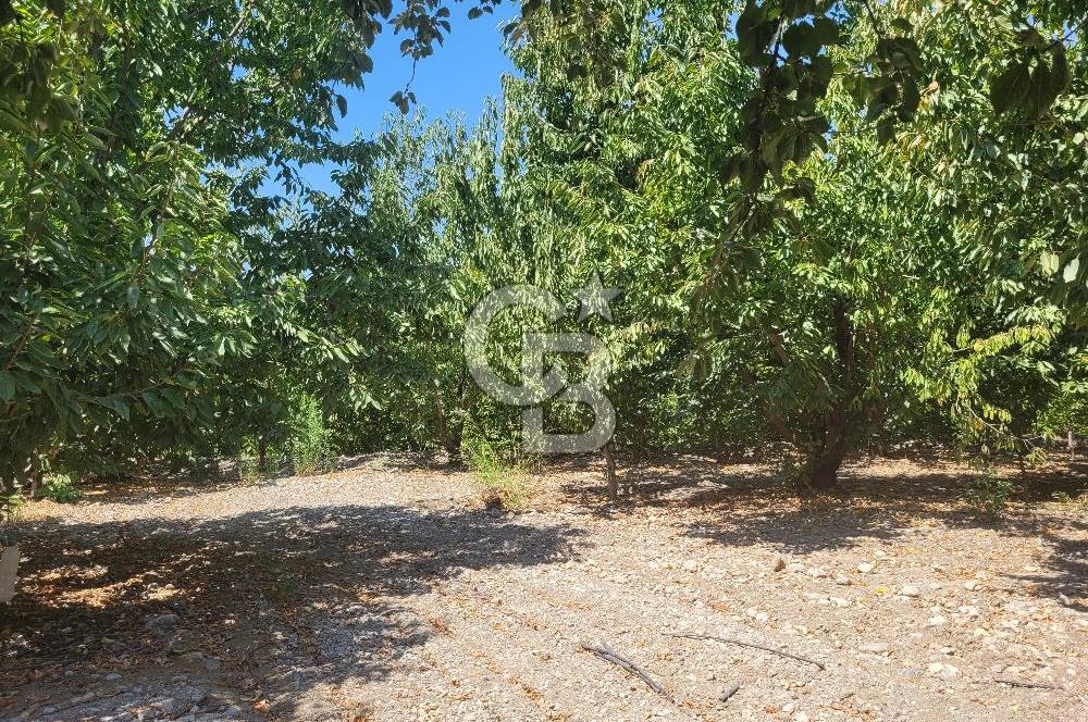 Denizli Honaz Menteşe'de Satılık 27.500 m2 Kiraz ve Ayva Bahçesi 