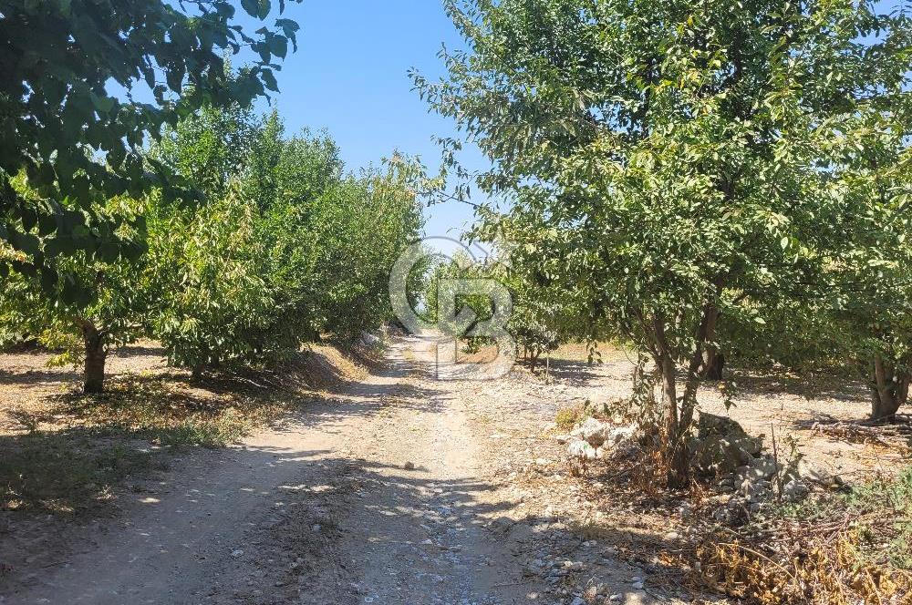 Denizli Honaz Menteşe'de Satılık 27.500 m2 Kiraz ve Ayva Bahçesi 