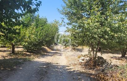 Denizli Honaz Menteşe'de Satılık 27.500 m2 Kiraz ve Ayva Bahçesi 