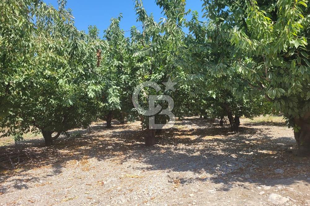 Denizli Honaz Menteşe'de Satılık 27.500 m2 Kiraz ve Ayva Bahçesi 