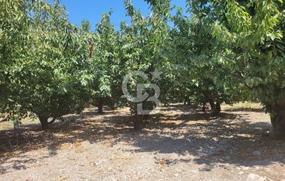 Denizli Honaz Menteşe'de Satılık 27.500 m2 Kiraz ve Ayva Bahçesi 