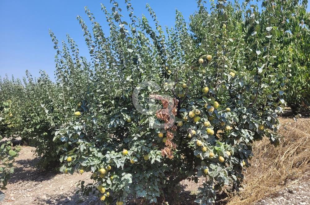 Denizli Honaz Menteşe'de Satılık 27.500 m2 Kiraz ve Ayva Bahçesi 