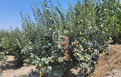 Denizli Honaz Menteşe'de Satılık 27.500 m2 Kiraz ve Ayva Bahçesi 