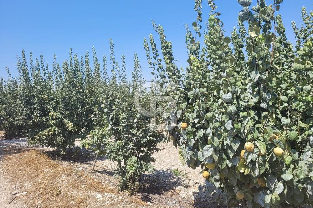 Denizli Honaz Menteşe'de Satılık 27.500 m2 Kiraz ve Ayva Bahçesi 
