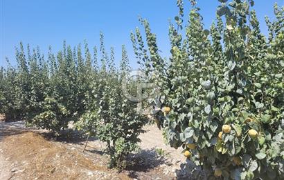 Denizli Honaz Menteşe'de Satılık 27.500 m2 Kiraz ve Ayva Bahçesi 