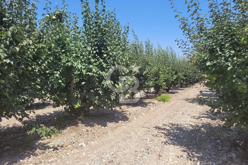 Denizli Honaz Menteşe'de Satılık 27.500 m2 Kiraz ve Ayva Bahçesi 