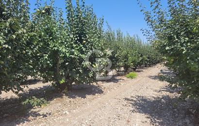 Denizli Honaz Menteşe'de Satılık 27.500 m2 Kiraz ve Ayva Bahçesi 