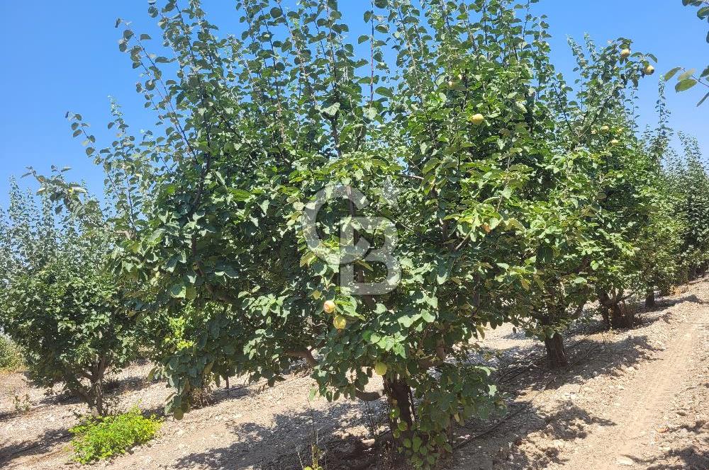 Denizli Honaz Menteşe'de Satılık 27.500 m2 Kiraz ve Ayva Bahçesi 