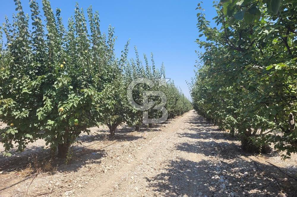 Denizli Honaz Menteşe'de Satılık 27.500 m2 Kiraz ve Ayva Bahçesi 