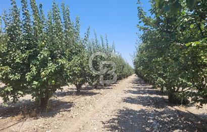 Denizli Honaz Menteşe'de Satılık 27.500 m2 Kiraz ve Ayva Bahçesi 