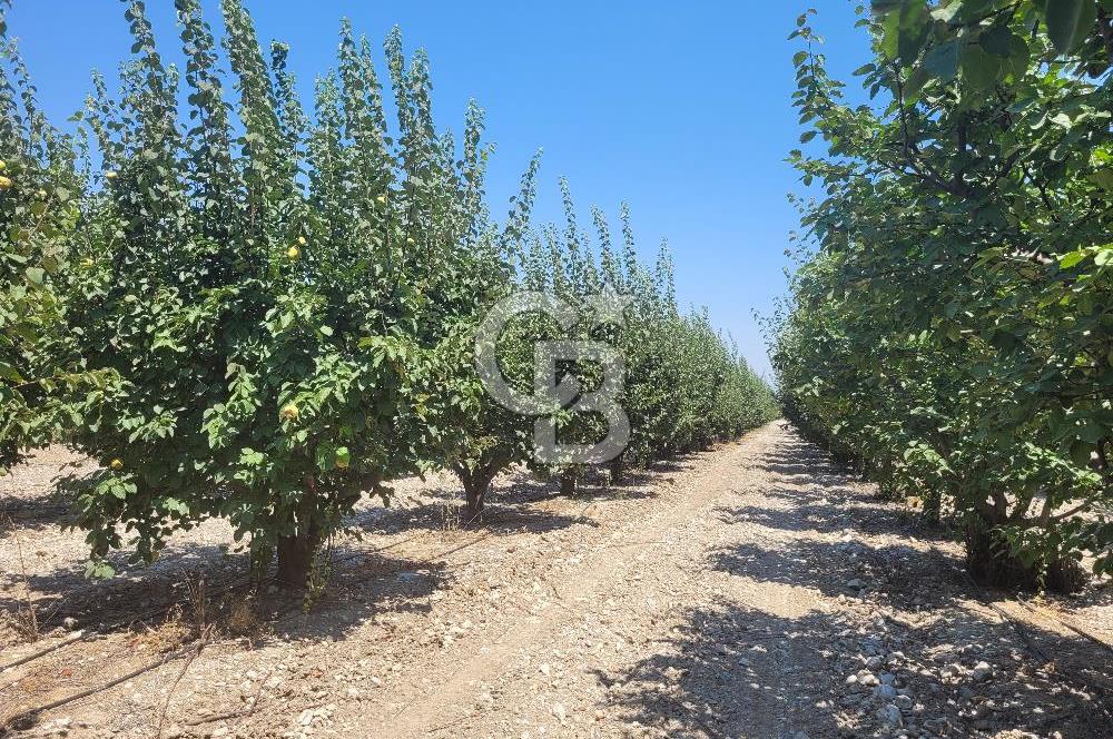 Denizli Honaz Menteşe'de Satılık 27.500 m2 Kiraz ve Ayva Bahçesi 