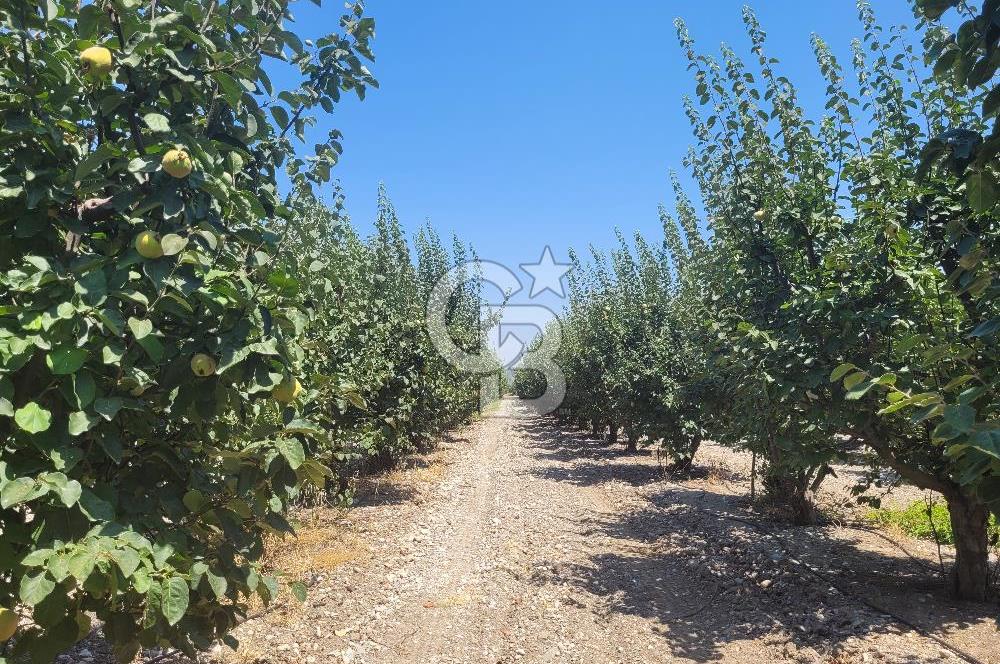 Denizli Honaz Menteşe'de Satılık 27.500 m2 Kiraz ve Ayva Bahçesi 
