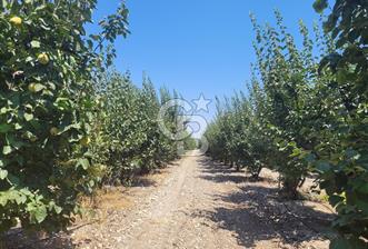 Denizli Honaz Menteşe'de Satılık 27.500 m2 Kiraz ve Ayva Bahçesi 