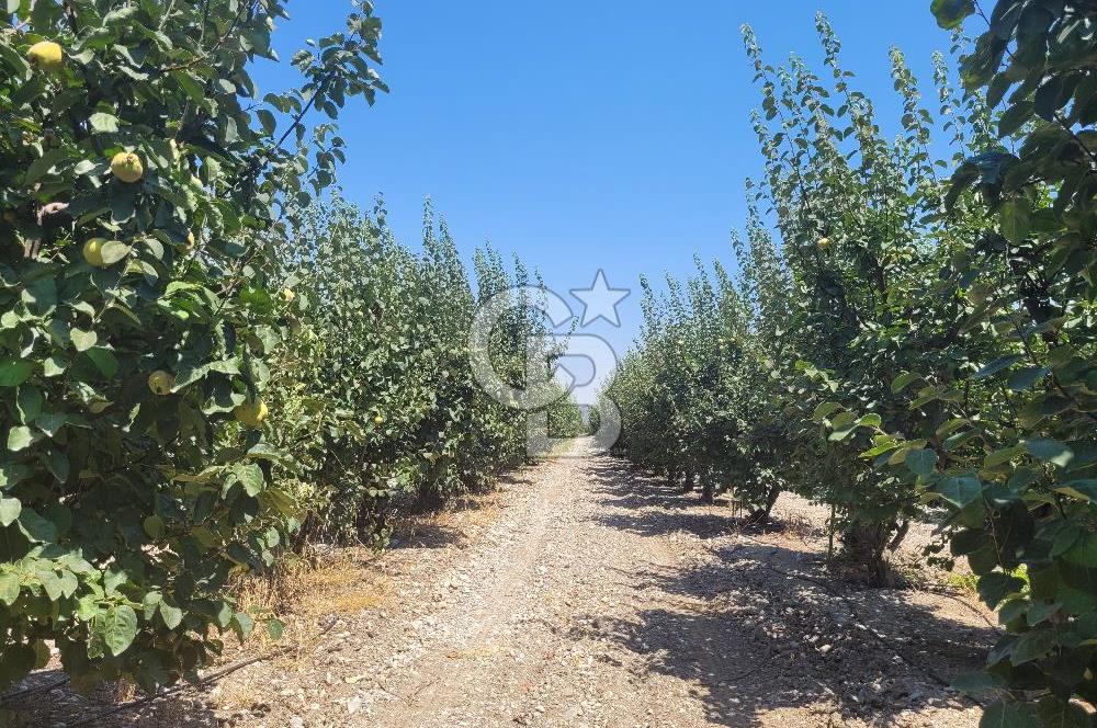 Denizli Honaz Menteşe'de Satılık 27.500 m2 Kiraz ve Ayva Bahçesi 