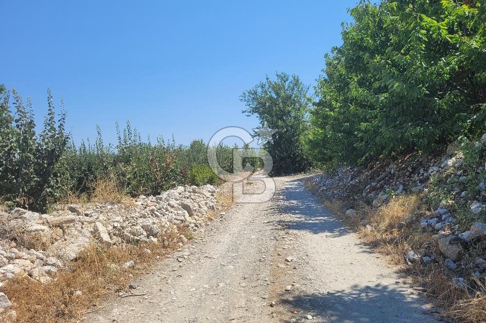 Denizli Honaz Menteşe'de Satılık 27.500 m2 Kiraz ve Ayva Bahçesi 