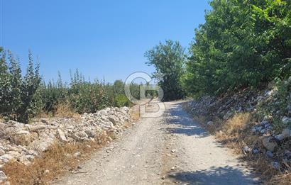Denizli Honaz Menteşe'de Satılık 27.500 m2 Kiraz ve Ayva Bahçesi 
