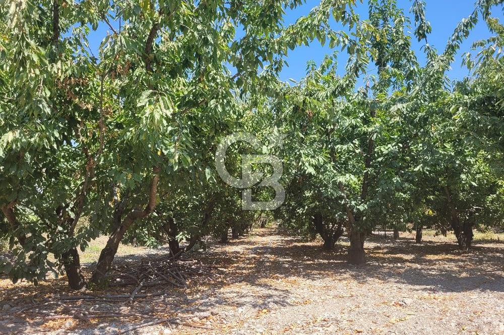 Denizli Honaz Menteşe'de Satılık 27.500 m2 Kiraz ve Ayva Bahçesi 