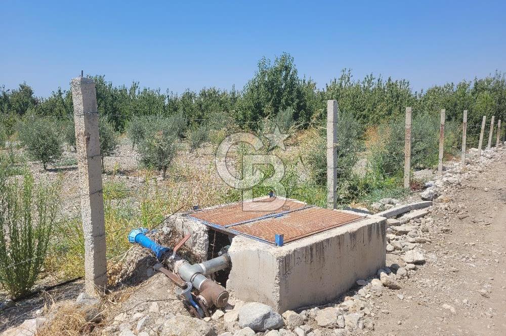 Denizli Honaz Menteşe'de Satılık 27.500 m2 Kiraz ve Ayva Bahçesi 