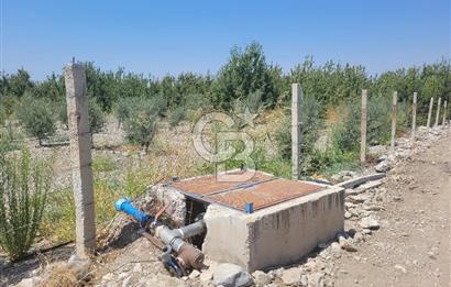 Denizli Honaz Menteşe'de Satılık 27.500 m2 Kiraz ve Ayva Bahçesi 