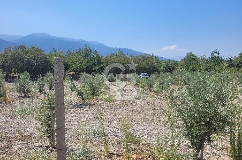 Denizli Honaz Menteşe'de Satılık 27.500 m2 Kiraz ve Ayva Bahçesi 