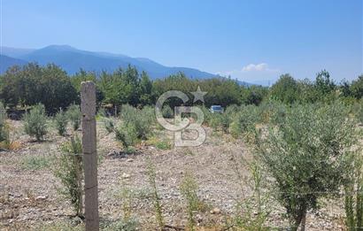 Denizli Honaz Menteşe'de Satılık 27.500 m2 Kiraz ve Ayva Bahçesi 